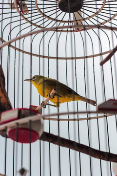 Yellow Canary Perched in Birdcage with Natural Light, Showcasing Detailed Plumage and Captivating Song for Pet Bird Enthusiast
