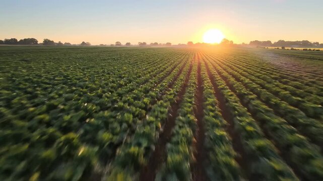 Spectacular high-angle drone aerial view sweeping slowly over long, perfectly manicured rows of green leafy vegetable crops in morning light crop field, green leafy vegetable crops, vastness