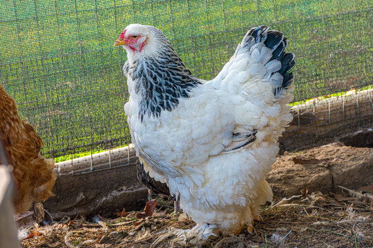 White Brahma chicken with black details walking on the dry dirt of a rustic farmyard during a sunny day on the farm