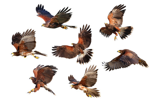 Collage of seven Harris's hawks isolated on transparent background png file
