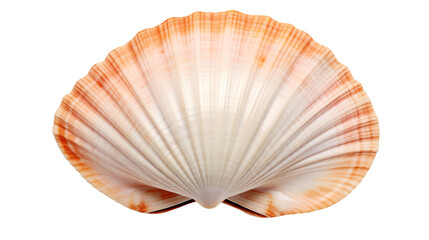 Vibrant scallop shell with orange and white hues on black background