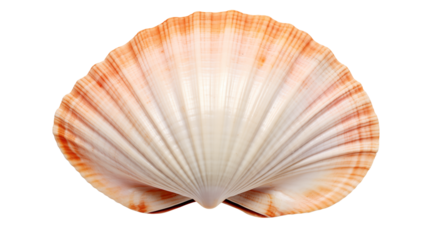 Vibrant scallop shell with orange and white hues on black background