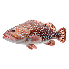 Naklejka premium Coral Grouper: Captured in pristine detail, the vibrant coral grouper showcases its striking patterns and graceful form, offering a glimpse into the wonders of the underwater world.