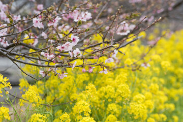 菜の花畑の上に咲く河津桜の花
