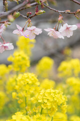 菜の花の上に咲く河津桜の花
