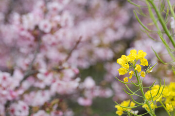 河津桜の花のボケをバックに菜の花
