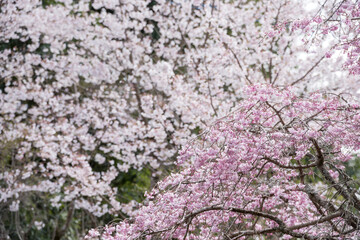 ソメイヨシノの花のボケをバックに枝垂桜の花
