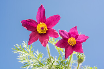 青空の下の西洋翁草の花
