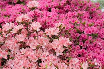 ピンクのツツジの花をバックにツートンカラーのツツジの花
