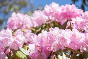 青空の下のピンクのツクシシャクナゲの花
