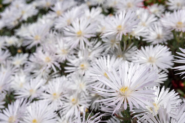 マツバギクの花のアップ
