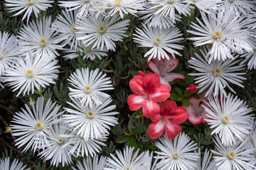 白いマツバギクとサツキの花
