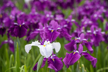 紫の花菖蒲をバックに白い花菖蒲の花
