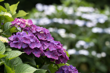 白い花のボケをバックに紫の紫陽花の花
