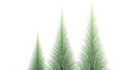 tall green spiky plants standing upright on a minimalist clean white background creating an abstract botanical design for various visual projects