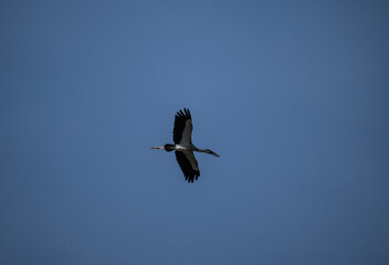 Obraz premium An Indian openbill stork in the wild near Hua Hin, Thailand.