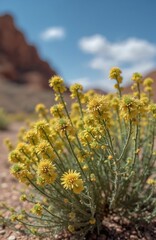 Small yellow flowers bloom in a desert landscape with rocky hills under a blue sky. Hardy desert plant grows in dry arid climate. Flora thrives in hot sunny weather.
