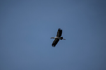 An Indian openbill stork in the wild near Hua Hin, Thailand.