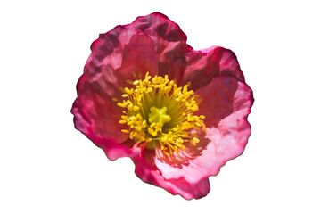 [Transparent Cutout] Pink camellia flower isolated on transparent background [Photo]
