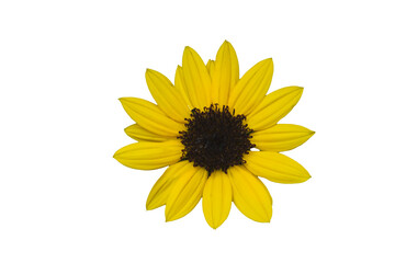 【Photo】Isolated yellow sunflower angled view on transparent background