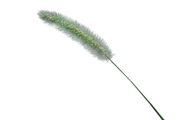 [Transparent Cutout] Foxtail grass isolated on transparent background [Photo]