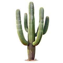 Cactus plant isolated on transparent background