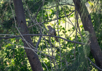 A Thai koel hunts insects in the wild near Hua Hin, Thailand.