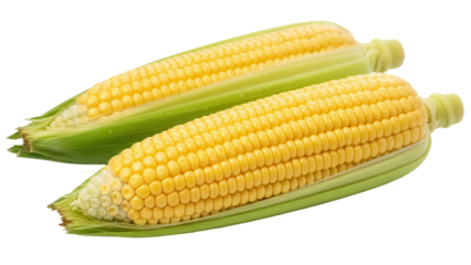 Two fresh yellow corn cobs with green husks isolated PNG, sweetcorn on transparent background for healthy eating and agricultural concepts