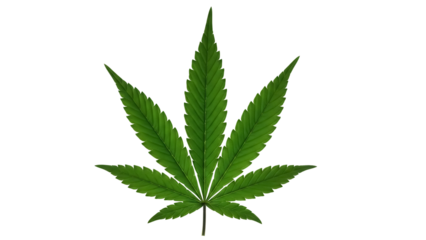 Green cannabis leaf PNG isolated on transparent background, marijuana plant foliage for medical or recreational use