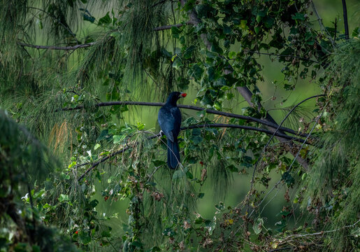 A Thai koel hunts insects in the wild near Hua Hin, Thailand.