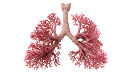 Detailed human lungs anatomy medical illustration respiratory system healthcare science biology education realistic model isolated on white background