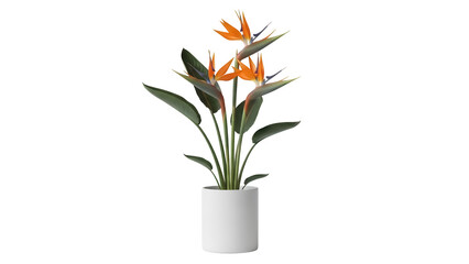 Strelitzia reginae isolated PNG, bird of paradise flower in pot on transparent background, tropical...