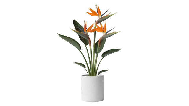 Strelitzia reginae isolated PNG, bird of paradise flower in pot on transparent background, tropical plant for interior design