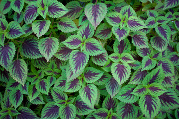 Colorful Coral Coleus, Coleus scutellarioides commonly known as coleus, a species of flowering plant