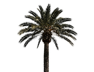 Obraz premium Tall Palm Tree With Detailed Fronds