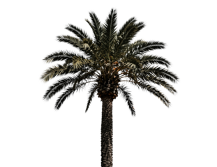Tall Palm Tree With Detailed Fronds