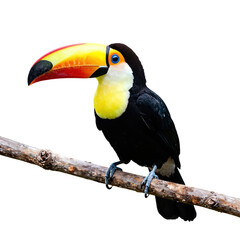 Obraz premium Toucan perched on a branch with vibrant beak.
