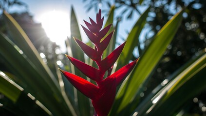 Crimson Bloom with Golden Tips. A Study in Contrasts of Light and Shadow.