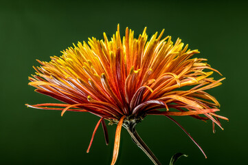Bright Orange and Yellow Spider Chrysanthemum Against a Deep Green Backdrop