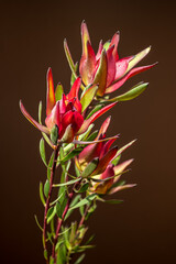 Vibrant Pink and Green Leucadendron Flowers Against Dark Background