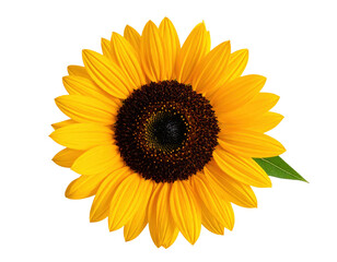 Fototapeta premium Vibrant Sunflower Blooming with Golden Petals and Dark Center on Transparent Background