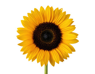 Fototapeta premium Vibrant Sunflower Blooming with Bright Yellow Petals Isolated on a Transparent Background