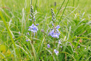 Veronica Spicata Blooming in Wild Meadow Grass