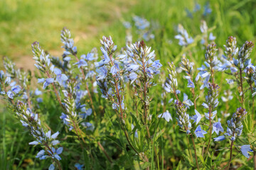 Veronica Flowers Blooming Wild in Sunny Meadow