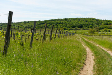 Fototapeta premium Landschaft auf der Halbinsel Tihany bei der Ortschaft Tihany im Nationalpark Balaton-Oberland, Balaton, Ungarn