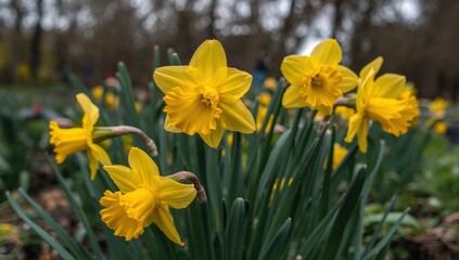 Obraz premium Radiant Yellow Blooms in a Field, CloseUp View of Petals and Abstract Forms.