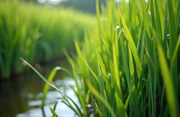 Close-up of tall green grass blades beside calm water. Sunlight filters through leaves creating soft shadows. Lush reeds grow along a riverbank.