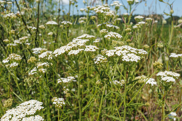 Achillea Yarrow White Wildflowers in Meadow © Chmutphoto