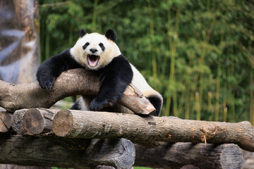 One giant panda act of yawning