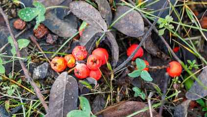 A bunch of red berries on the ground